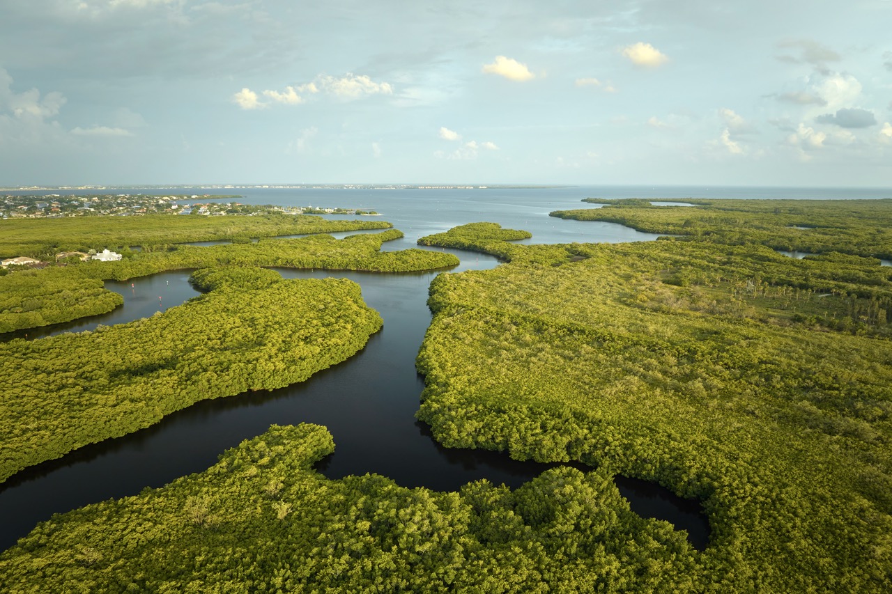 Everglades i Miami