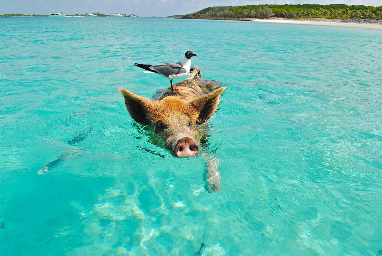 Rose Island, Nassau